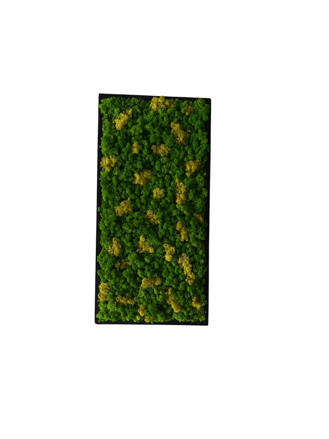 Tablou decorativ cu licheni stabilizați 8040 cm realizat manual, decor natural pentru perete - casă & stil de viață - accesorii pentru decorat casa - decorațiuni de pereți, decorațiuni suspendate - tablou cu licheni - Artynos.ro Tablou decorativ cu licheni stabilizați 8040 cm realizat manual, decor natural pentru perete - casă & stil de viață - accesorii pentru decorat casa - decorațiuni de pereți, decorațiuni suspendate - tablou cu licheni - Artynos.ro