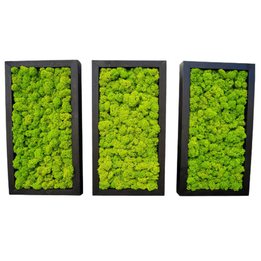 Set tablouri din licheni 3015 cm - casă & stil de viață - accesorii pentru decorat casa - decorațiuni de pereți, decorațiuni suspendate - tablou cu licheni - Artynos.ro