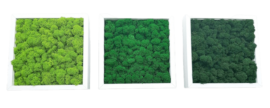 Set tablouri din licheni 3030 cm - casă & stil de viață - accesorii pentru decorat casa - decorațiuni de pereți, decorațiuni suspendate - tablou cu licheni - Artynos.ro