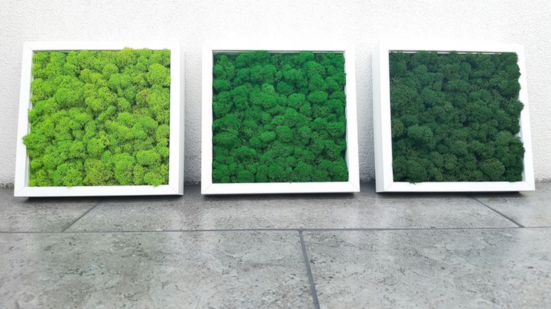 Set tablouri din licheni 3030 cm - casă & stil de viață - accesorii pentru decorat casa - decorațiuni de pereți, decorațiuni suspendate - tablou cu licheni - Artynos.ro