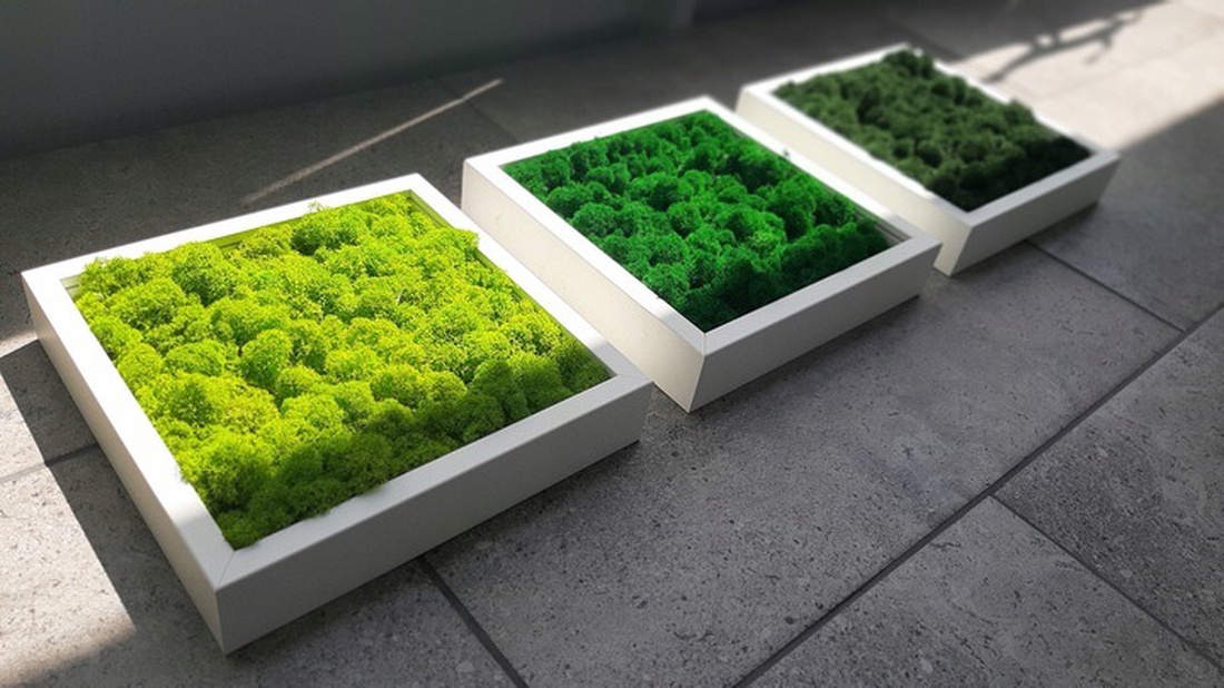 Set tablouri din licheni 3030 cm - casă & stil de viață - accesorii pentru decorat casa - decorațiuni de pereți, decorațiuni suspendate - tablou cu licheni - Artynos.ro