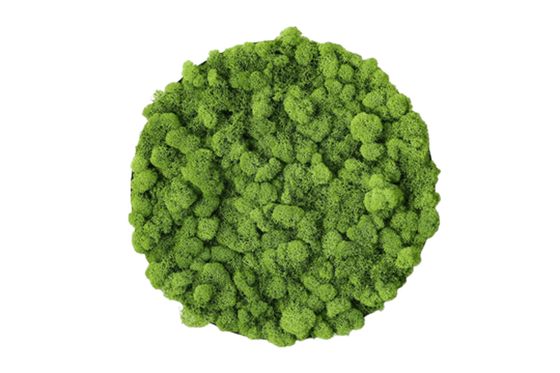 Cerc din licheni 30 cm - casă & stil de viață - accesorii pentru decorat casa - decorațiuni de pereți, decorațiuni suspendate - tablou cu licheni - Artynos.ro