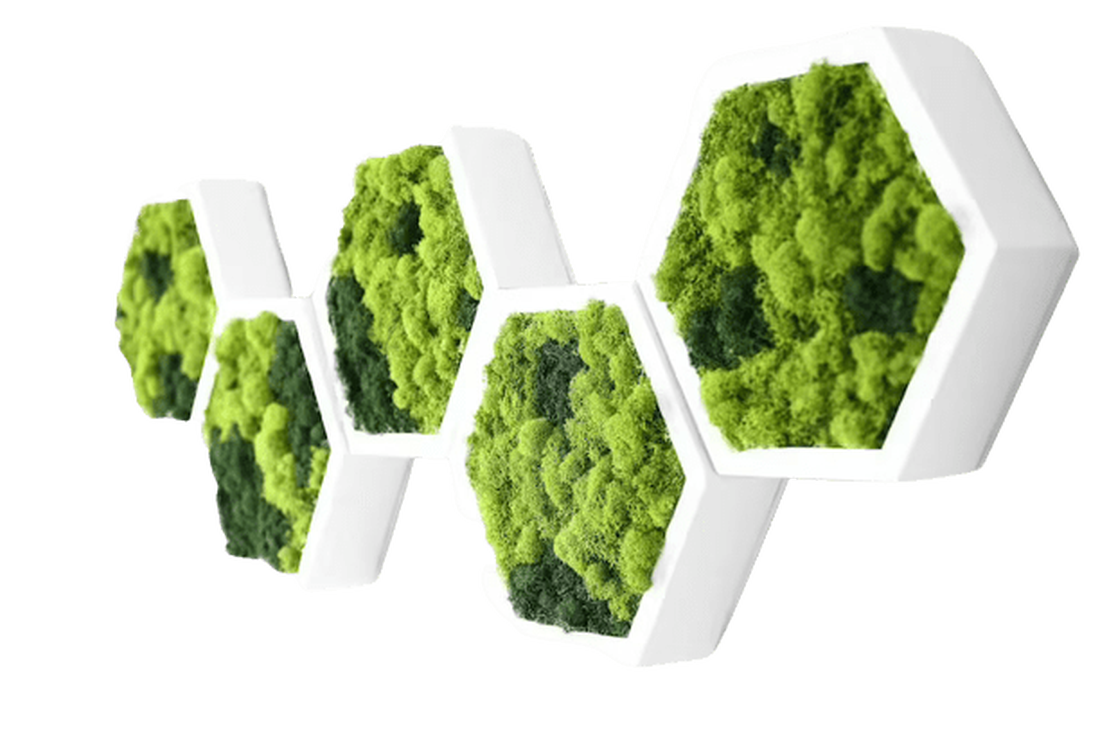 Hexagoane din licheni 3530 cm Set - casă & stil de viață - accesorii pentru decorat casa - decorațiuni de pereți, decorațiuni suspendate - tablou cu licheni - Artynos.ro