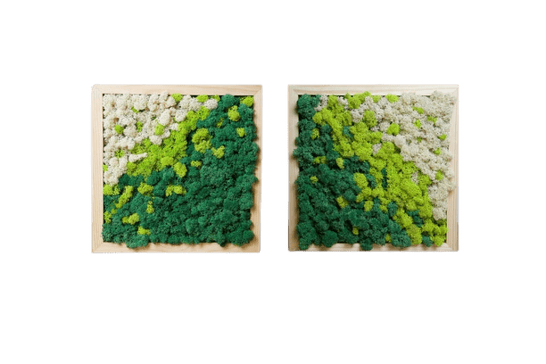 Tablouri din licheni 4040 cm Set - casă & stil de viață - accesorii pentru decorat casa - decorațiuni de pereți, decorațiuni suspendate - tablou cu licheni - Artynos.ro