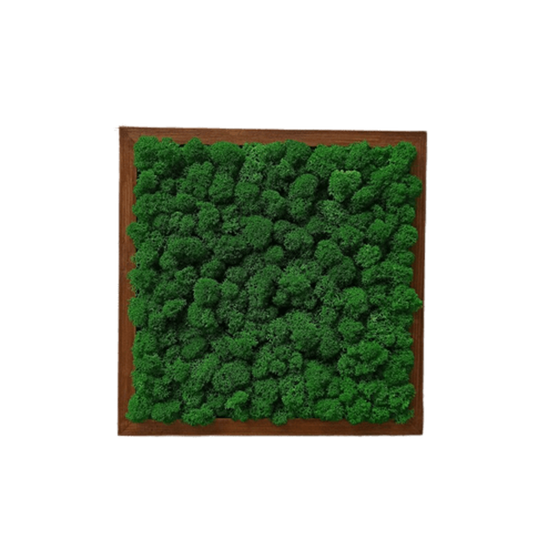 Tablou cu licheni 2525 cm - casă & stil de viață - accesorii pentru decorat casa - decorațiuni de pereți, decorațiuni suspendate - tablou cu licheni - Artynos.ro