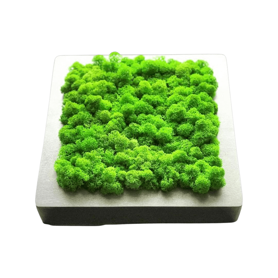 Tablou din licheni 2020 cm - casă & stil de viață - accesorii pentru decorat casa - decorațiuni de pereți, decorațiuni suspendate - tablou cu licheni - Artynos.ro