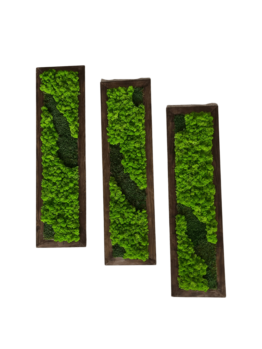 Tablou cu licheni stabilizati 100�20 cm - casă & stil de viață - decorațiuni de casă - decorațiuni de pereți - tablou cu licheni - Artynos.ro