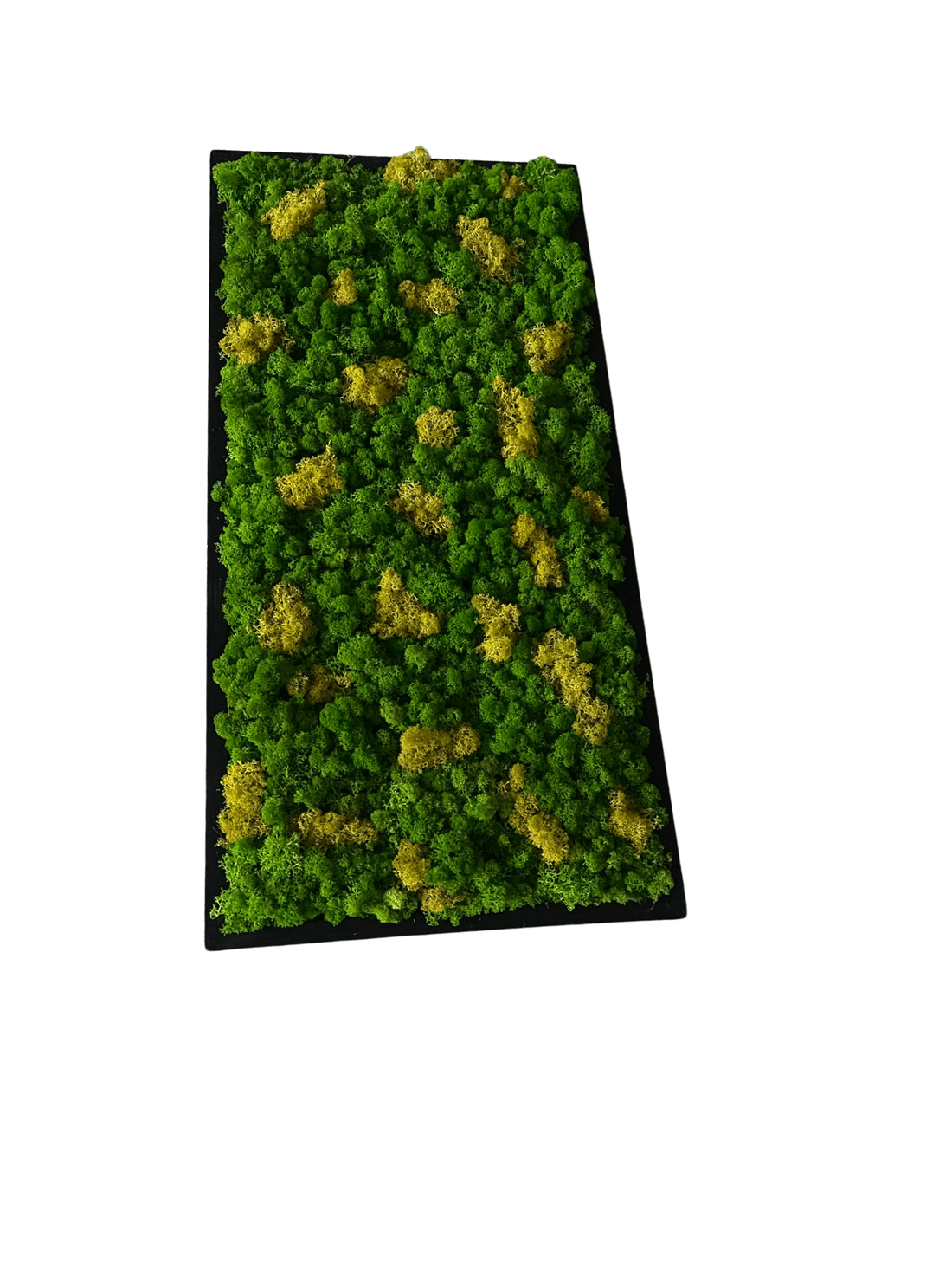 Tablou din licheni naturali 8040 cm - casă & stil de viață - accesorii pentru decorat casa - decorațiuni de pereți, decorațiuni suspendate - tablou cu licheni - Artynos.ro