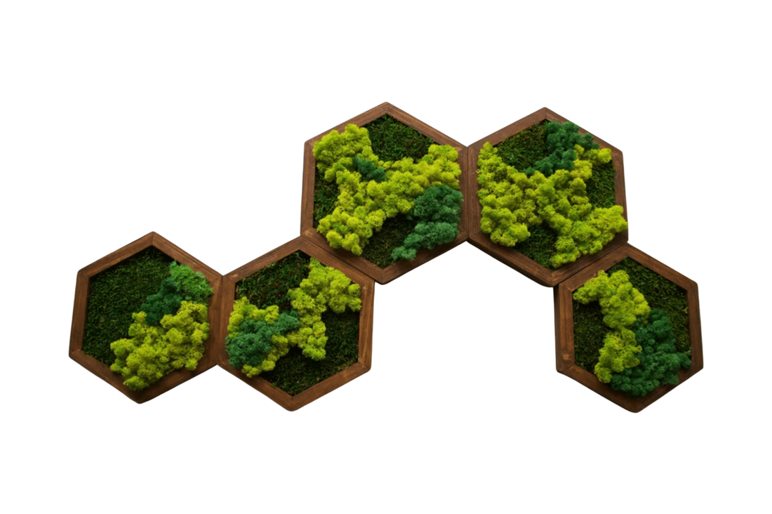 Hexagon din licheni 25 cm - casă & stil de viață - accesorii pentru decorat casa - decorațiuni de pereți, decorațiuni suspendate - tablou cu licheni - Artynos.ro