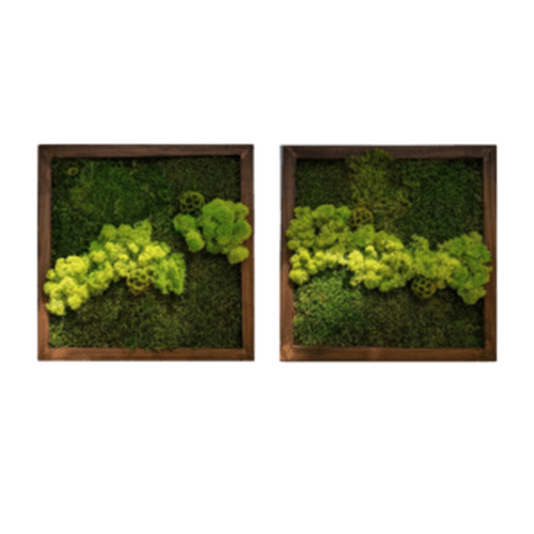 Tablouri cu licheni 4040 cm - casă & stil de viață - accesorii pentru decorat casa - decorațiuni de pereți, decorațiuni suspendate - tablou cu licheni - Artynos.ro