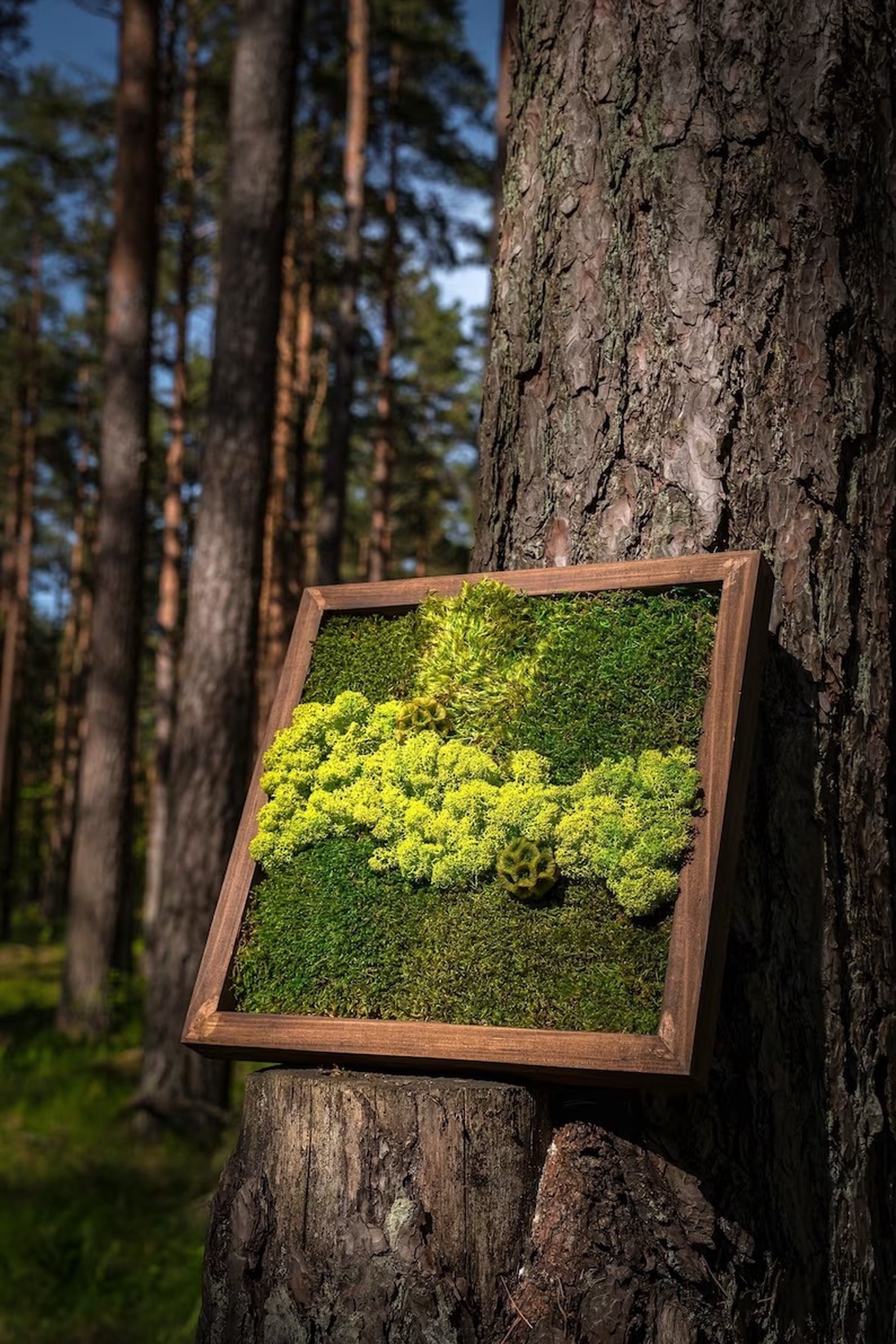 Tablouri cu licheni 4040 cm - casă & stil de viață - accesorii pentru decorat casa - decorațiuni de pereți, decorațiuni suspendate - tablou cu licheni - Artynos.ro