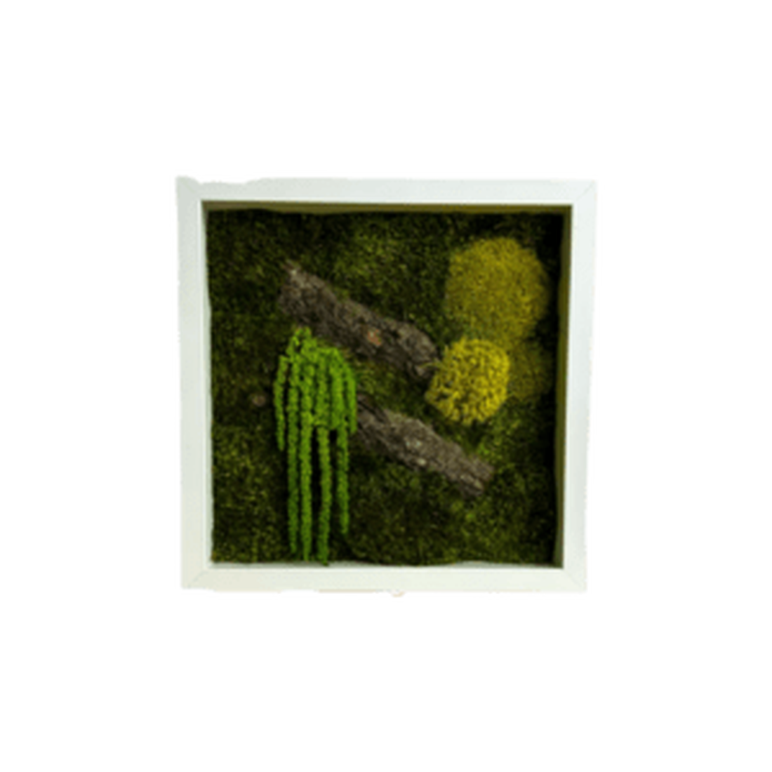 Tablou cu licheni stabilizati 3030 cm - casă & stil de viață - accesorii pentru decorat casa - decorațiuni de pereți, decorațiuni suspendate - tablou cu licheni - Artynos.ro