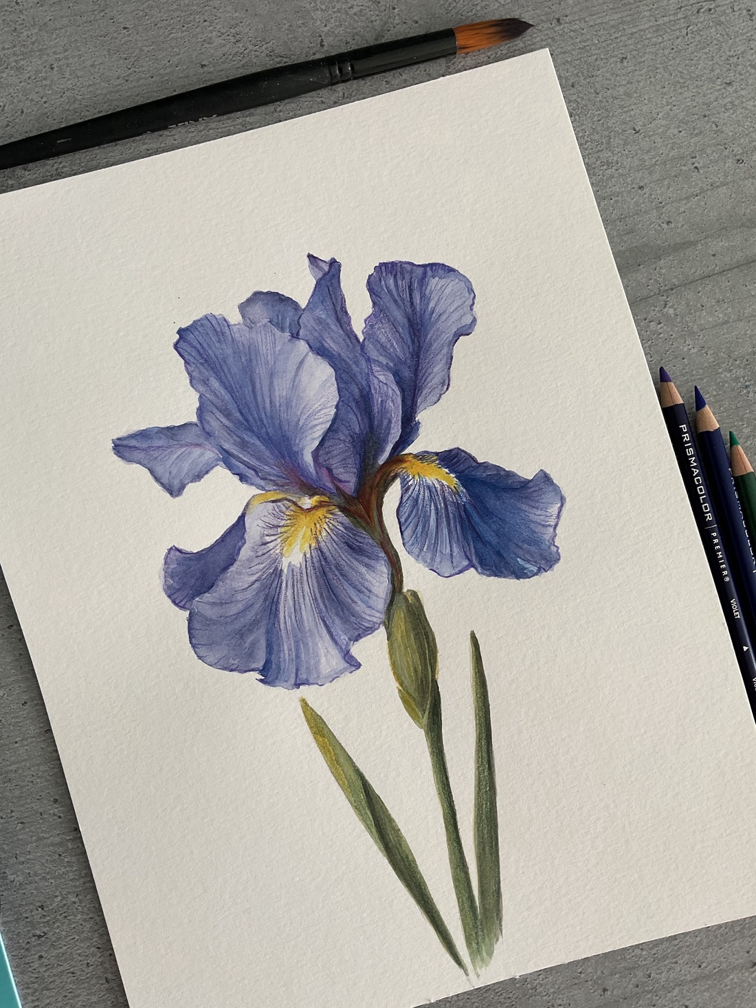 Tablou pictura in acuarela si creioane colorate floare Iris - arte vizuale și accesorii  - grafică, ilustrație - alte desene - Artynos.ro