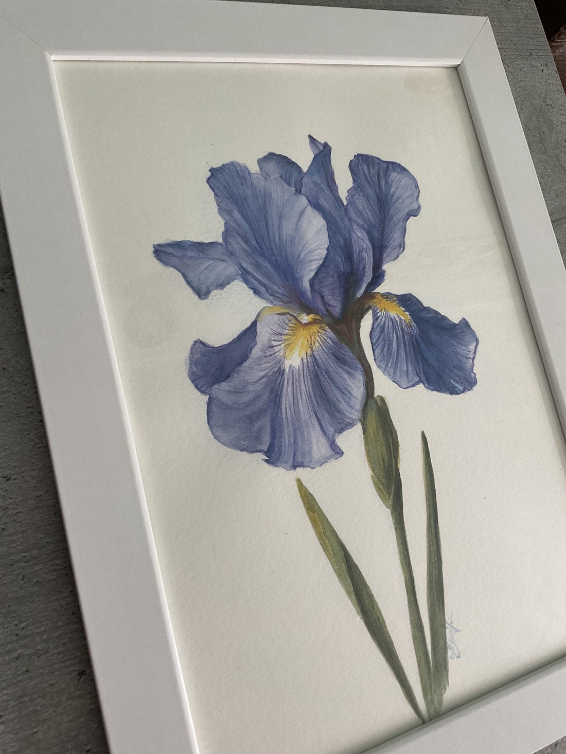 Tablou pictura in acuarela si creioane colorate floare Iris - arte vizuale și accesorii  - grafică, ilustrație - alte desene - Artynos.ro