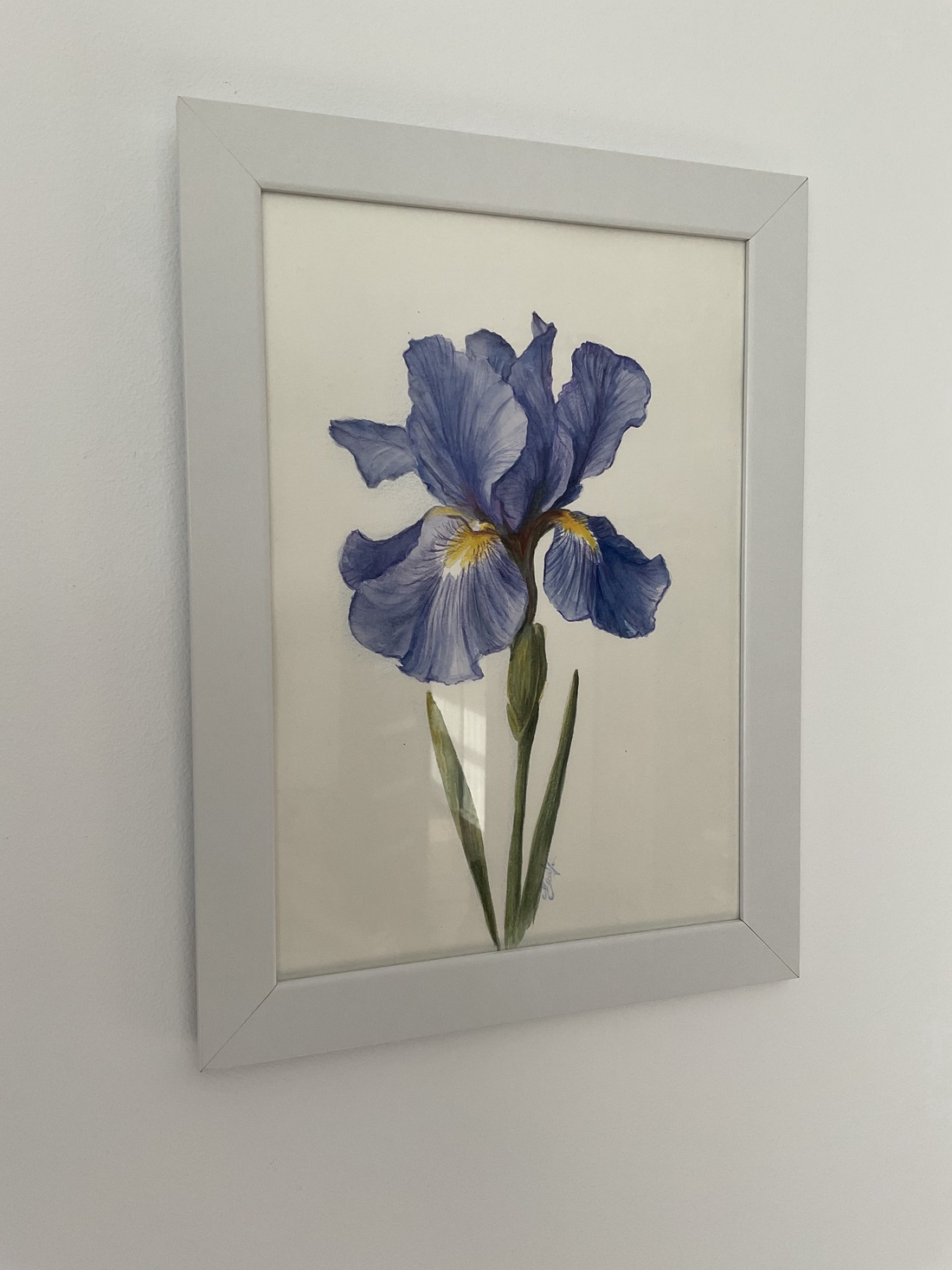 Tablou pictura in acuarela si creioane colorate floare Iris - arte vizuale și accesorii  - grafică, ilustrație - alte desene - Artynos.ro