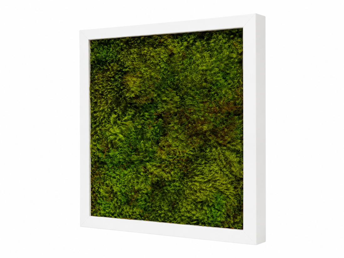 Tablou din muschi plat stabilizat 30x30 cm - casă & stil de viață - decorațiuni de casă - decorațiuni de pereți - tablou cu licheni - Artynos.ro