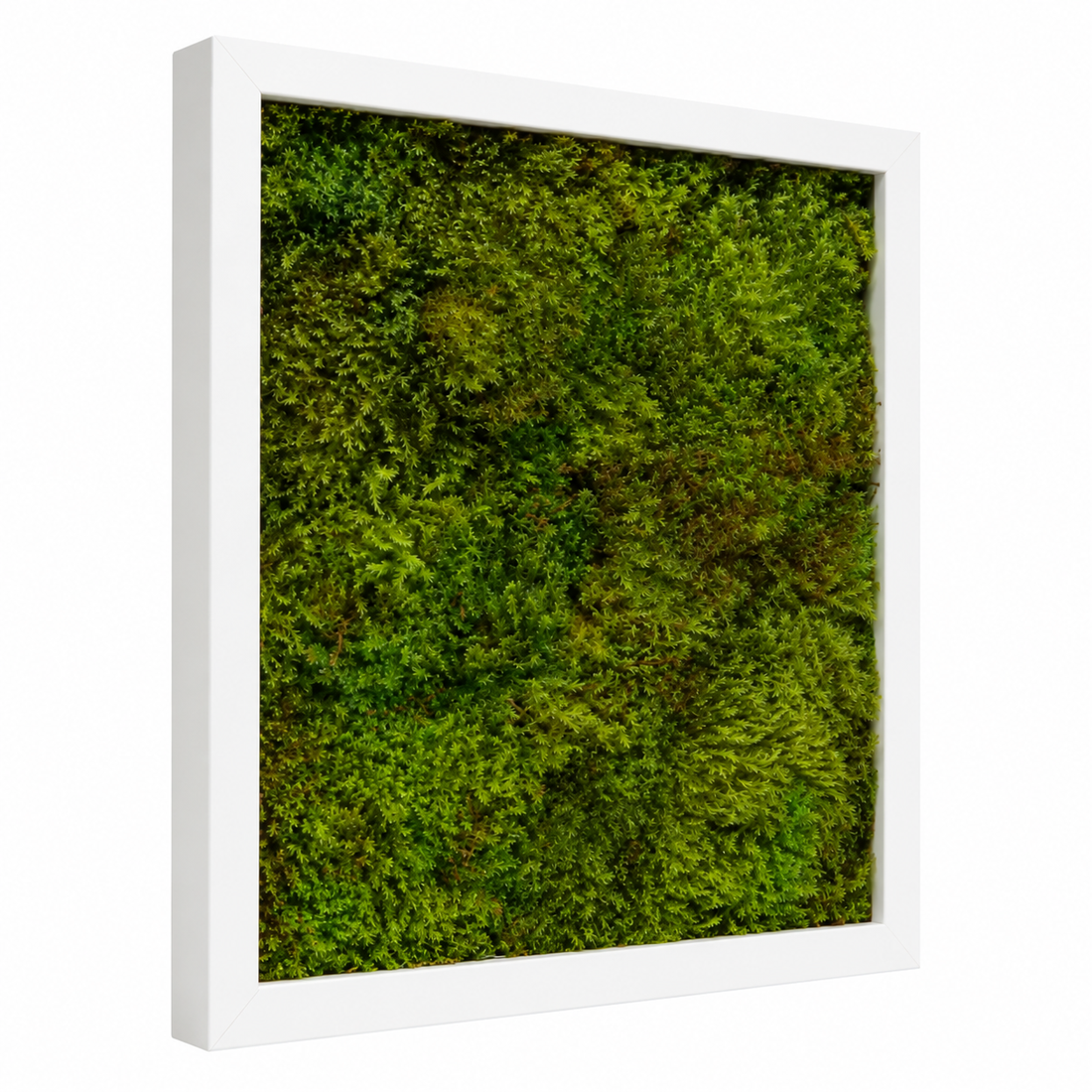 Tablou din muschi plat stabilizat 30x30 cm - casă & stil de viață - decorațiuni de casă - decorațiuni de pereți - tablou cu licheni - Artynos.ro