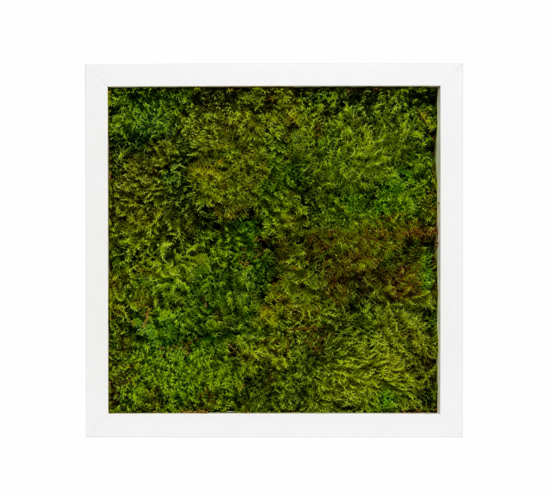 Tablou din muschi plat stabilizat 30x30 cm - casă & stil de viață - decorațiuni de casă - decorațiuni de pereți - tablou cu licheni - Artynos.ro