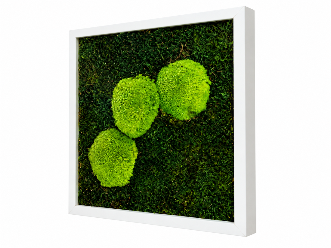 Tablou din muschi plat si muschi bombat stabilizat 30x30 cm - casă & stil de viață - decorațiuni de casă - decorațiuni de pereți - tablou cu licheni - Artynos.ro