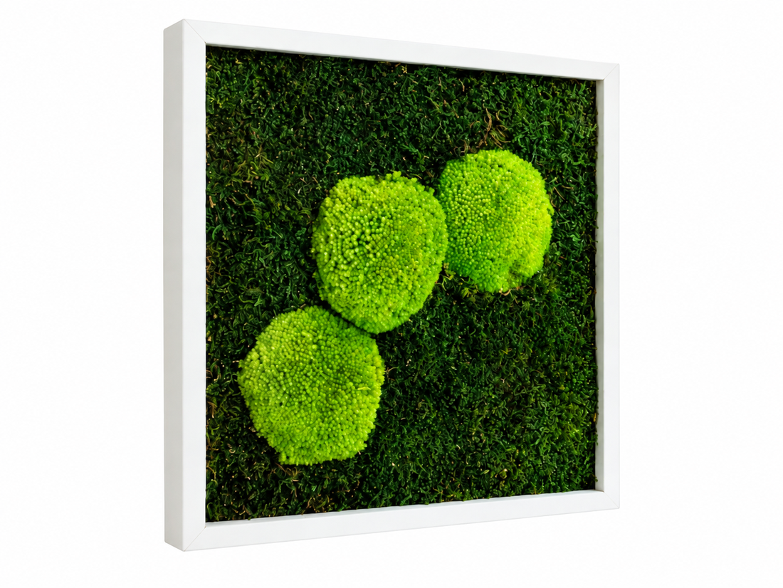 Tablou din muschi plat si muschi bombat stabilizat 30x30 cm - casă & stil de viață - decorațiuni de casă - decorațiuni de pereți - tablou cu licheni - Artynos.ro