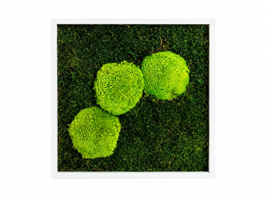 Tablou din muschi plat si muschi bombat stabilizat 30x30 cm - casă & stil de viață - decorațiuni de casă - decorațiuni de pereți - tablou cu licheni - Artynos.ro