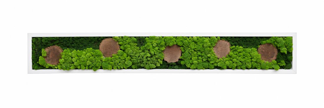 Tablou din licheni stabilizati si muschi plat, rama alba 100x15 cm - casă & stil de viață - decorațiuni de casă - decorațiuni de pereți - tablou cu licheni - Artynos.ro