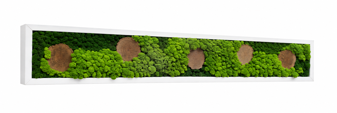 Tablou din licheni stabilizati si muschi plat, rama alba 100x15 cm - casă & stil de viață - decorațiuni de casă - decorațiuni de pereți - tablou cu licheni - Artynos.ro