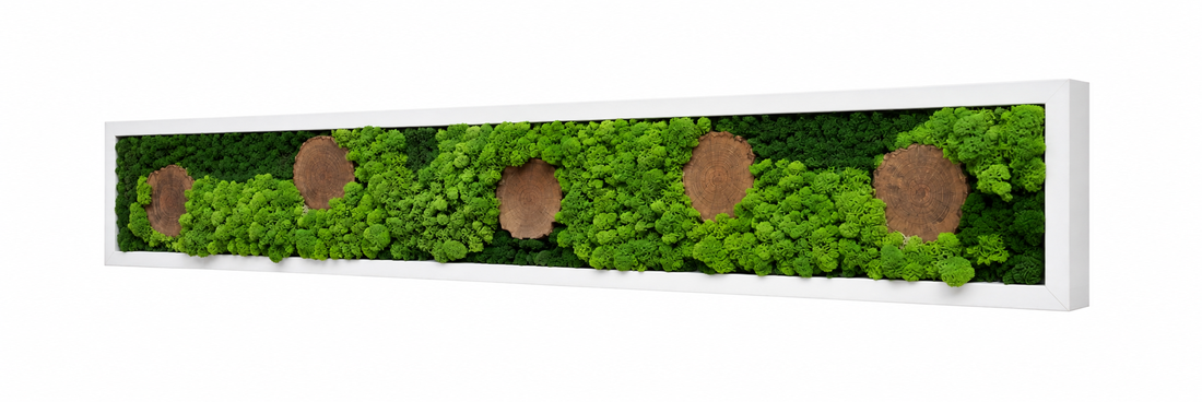 Tablou din licheni stabilizati si muschi plat, rama alba 100x15 cm - casă & stil de viață - decorațiuni de casă - decorațiuni de pereți - tablou cu licheni - Artynos.ro