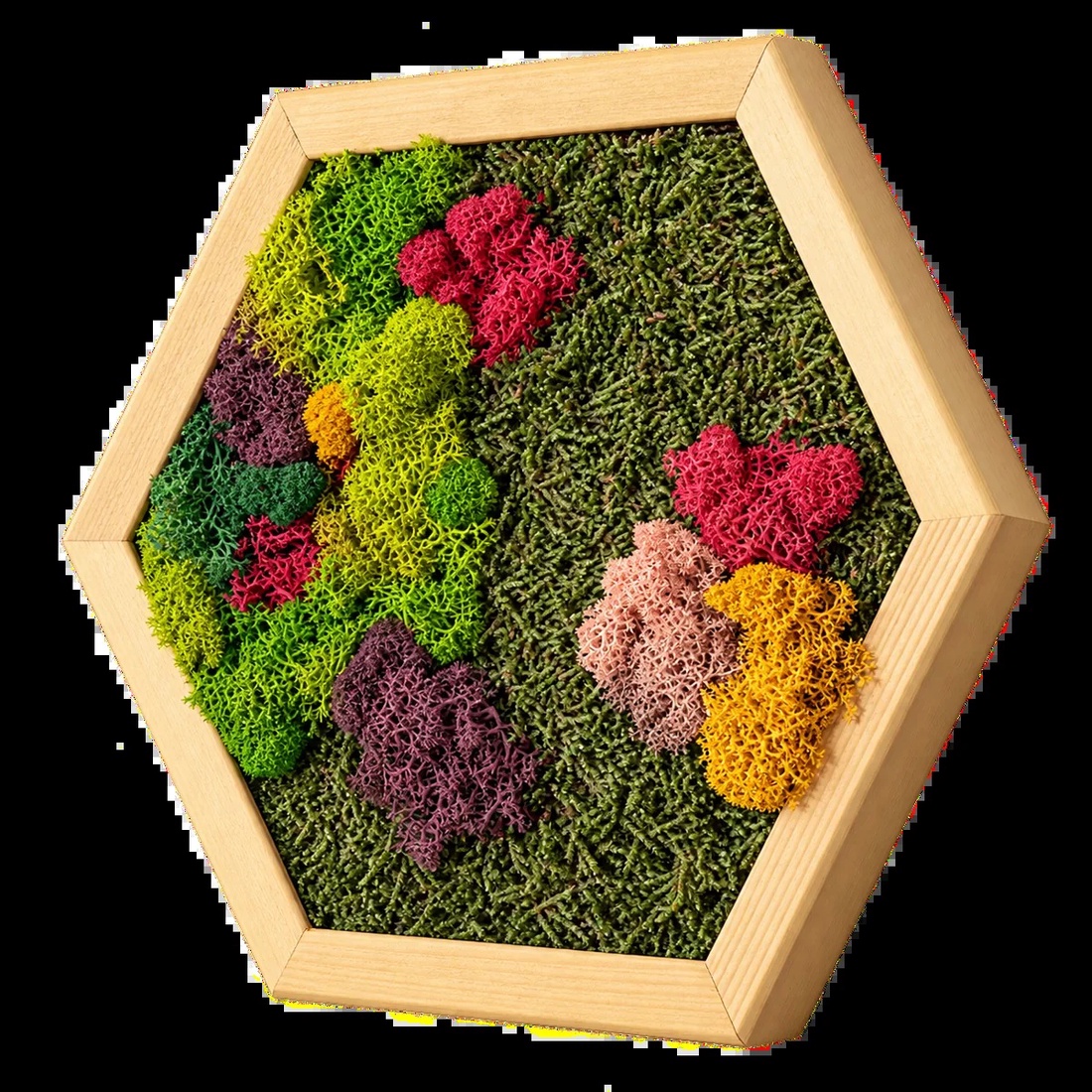 Hexagon decorativ cu licheni multicolori, 30�25 cm - casă & stil de viață - decorațiuni de casă - decorațiuni de pereți - tablou cu licheni - Artynos.ro