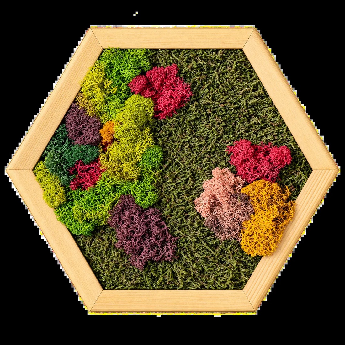 Hexagon decorativ cu licheni multicolori, 30�25 cm - casă & stil de viață - decorațiuni de casă - decorațiuni de pereți - tablou cu licheni - Artynos.ro
