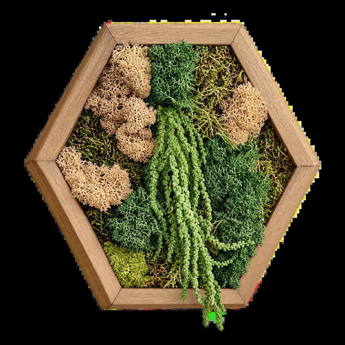 Hexagon cu licheni, mușchi și plante curgătoare, 30�25 cm - casă & stil de viață - decorațiuni de casă - decorațiuni de pereți - tablou cu licheni - Artynos.ro