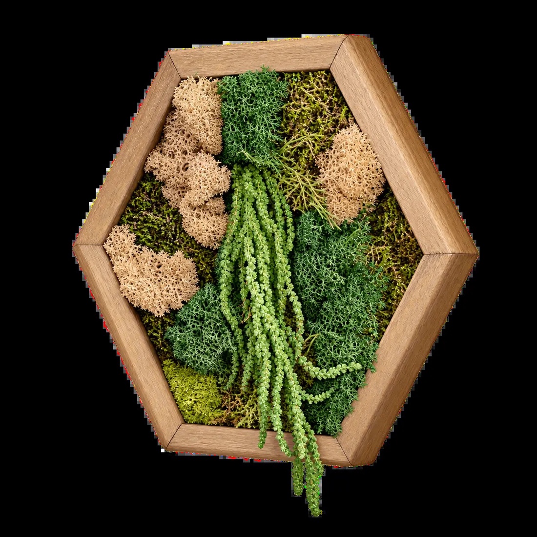 Hexagon cu licheni, mușchi și plante curgătoare, 30�25 cm - casă & stil de viață - decorațiuni de casă - decorațiuni de pereți - tablou cu licheni - Artynos.ro