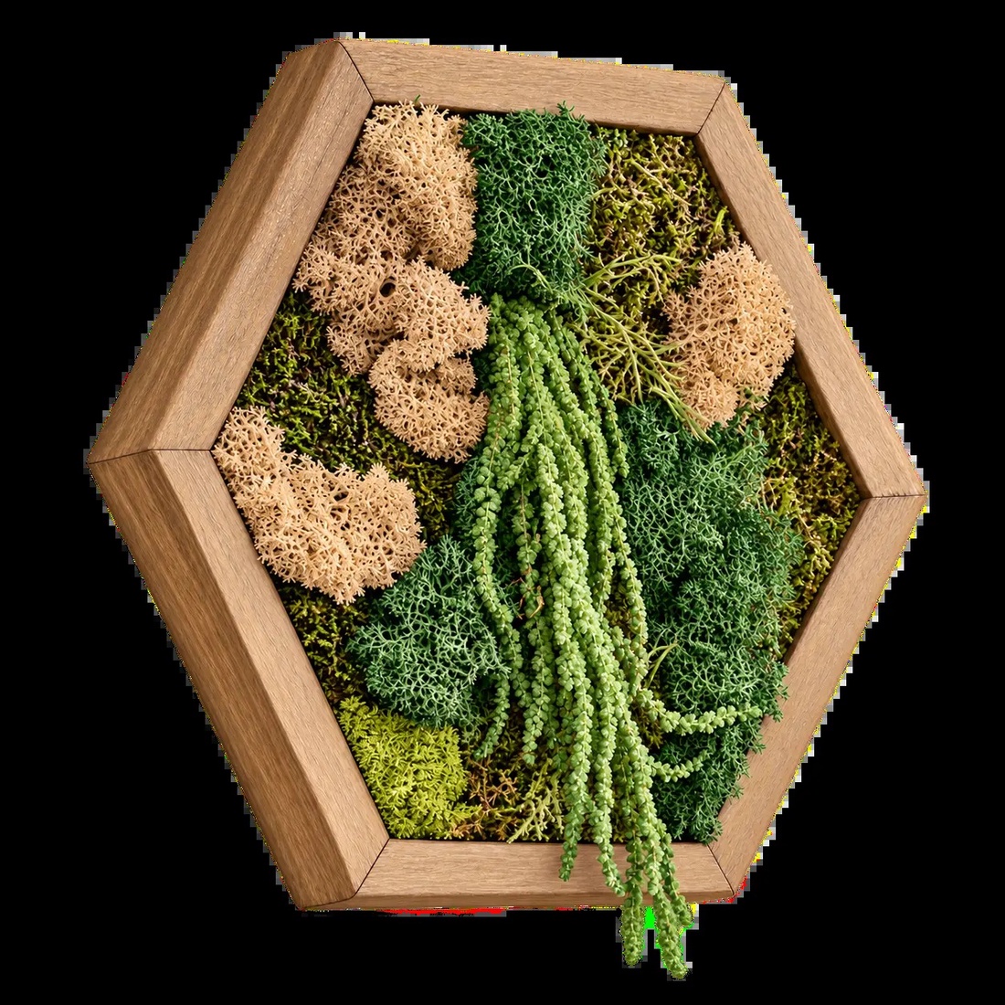 Hexagon cu licheni, mușchi și plante curgătoare, 30�25 cm - casă & stil de viață - decorațiuni de casă - decorațiuni de pereți - tablou cu licheni - Artynos.ro