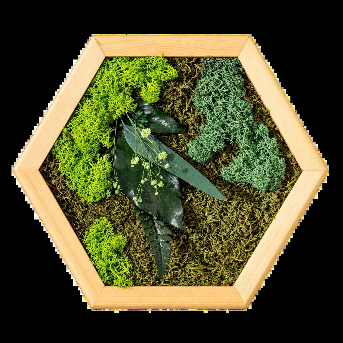 Hexagon vegetal cu licheni, mușchi și frunze stabilizate, 30�25 cm - casă & stil de viață - decorațiuni de casă - decorațiuni de pereți - tablou cu licheni - Artynos.ro