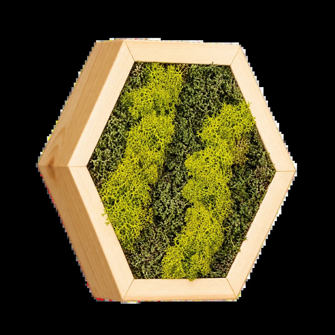 Hexagon din licheni în verde olive și mușchi plat, 30�25 cm - casă & stil de viață - decorațiuni de casă - decorațiuni de pereți - tablou cu licheni - Artynos.ro