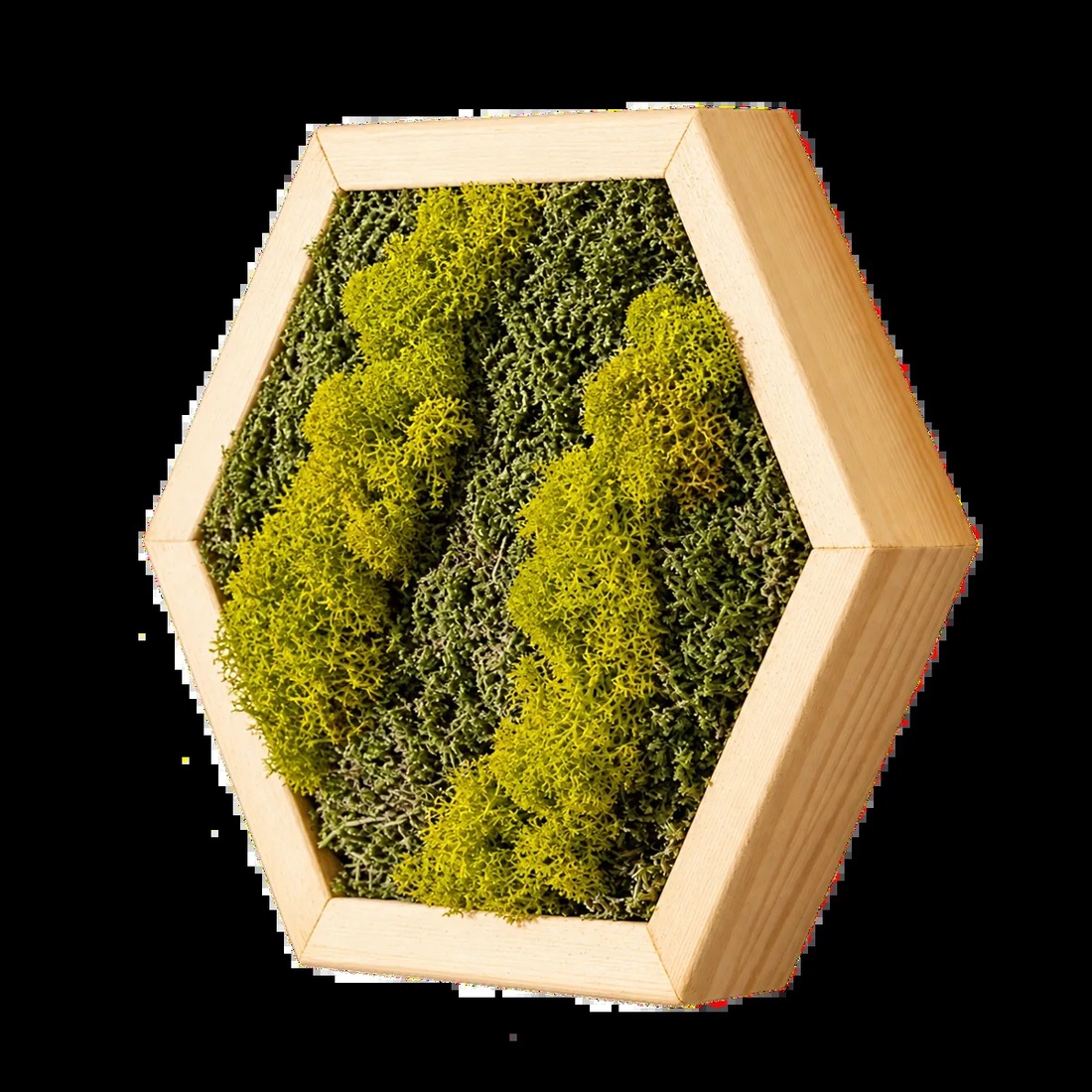 Hexagon din licheni în verde olive și mușchi plat, 30�25 cm - casă & stil de viață - decorațiuni de casă - decorațiuni de pereți - tablou cu licheni - Artynos.ro