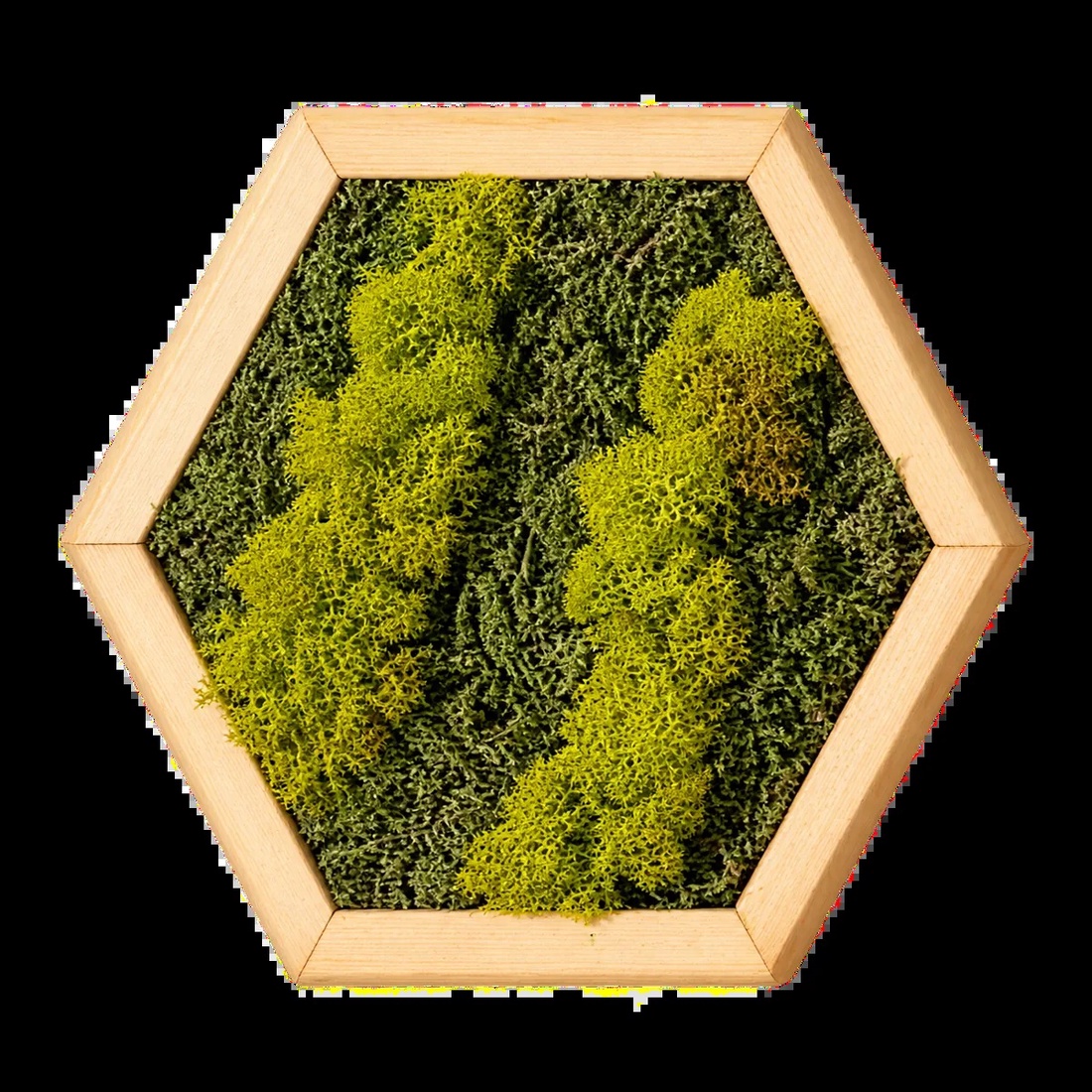 Hexagon din licheni în verde olive și mușchi plat, 30�25 cm - casă & stil de viață - decorațiuni de casă - decorațiuni de pereți - tablou cu licheni - Artynos.ro