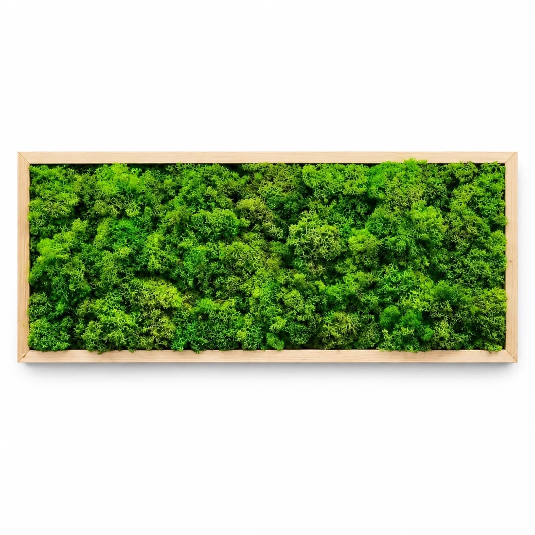 Tablou orizontal cu licheni în ramă natur, model 3269, 70�30 cm - casă & stil de viață - decorațiuni de casă - decorațiuni de pereți - tablou cu licheni - Artynos.ro