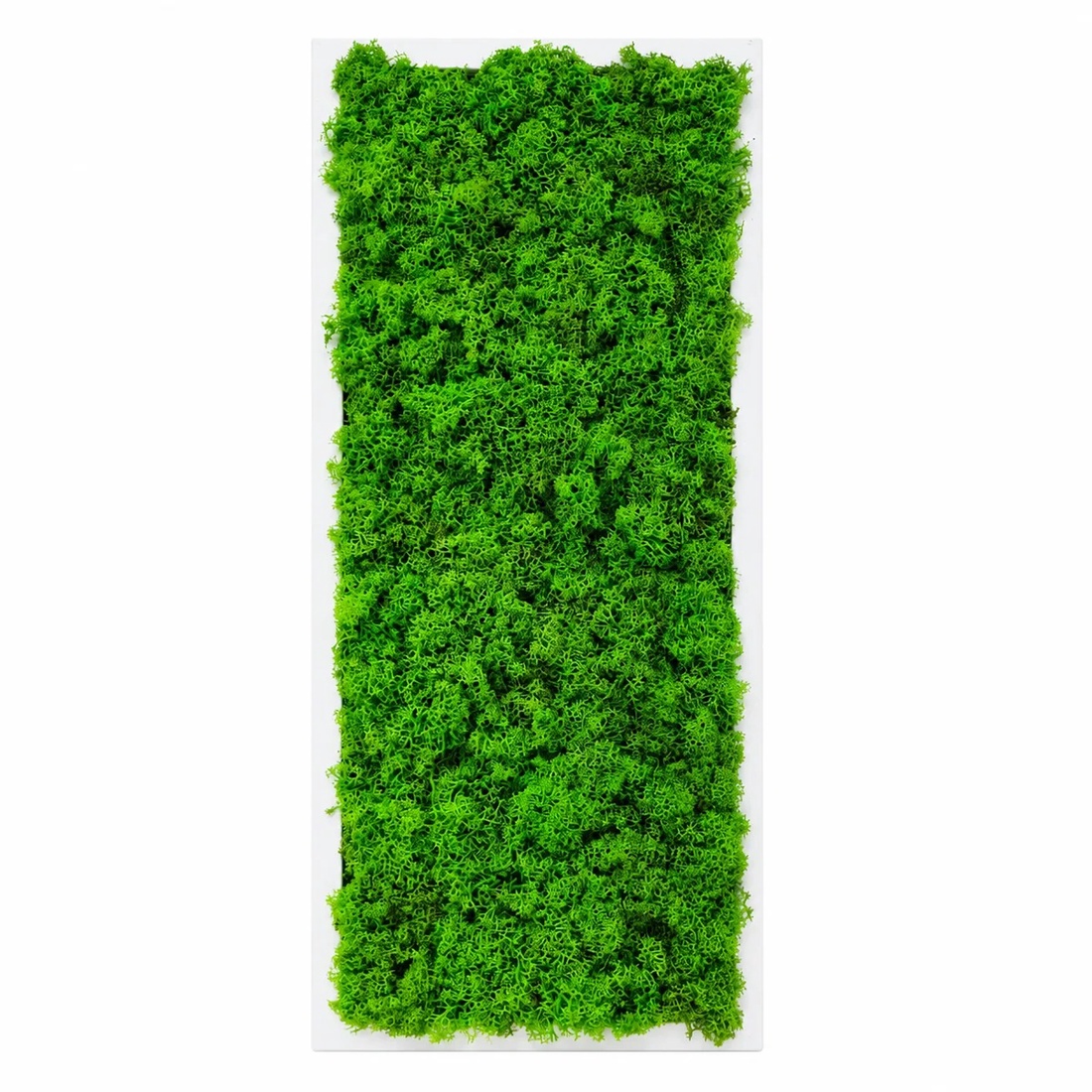 Tablou vertical cu licheni pe suport alb, model 3266, 70�30 cm - casă & stil de viață - decorațiuni de casă - decorațiuni de pereți - tablou cu licheni - Artynos.ro