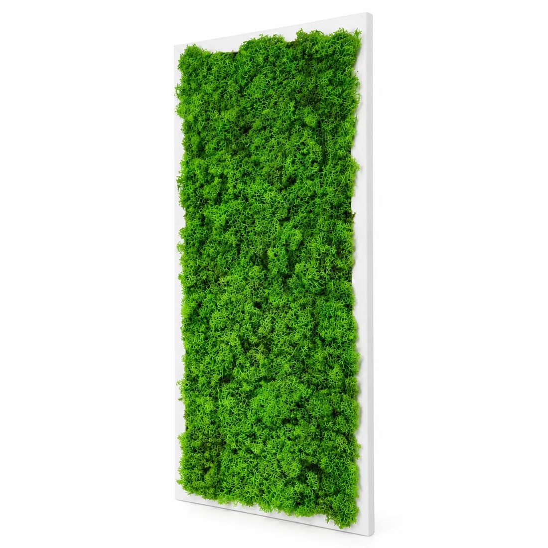 Tablou vertical cu licheni pe suport alb, model 3266, 70�30 cm - casă & stil de viață - decorațiuni de casă - decorațiuni de pereți - tablou cu licheni - Artynos.ro