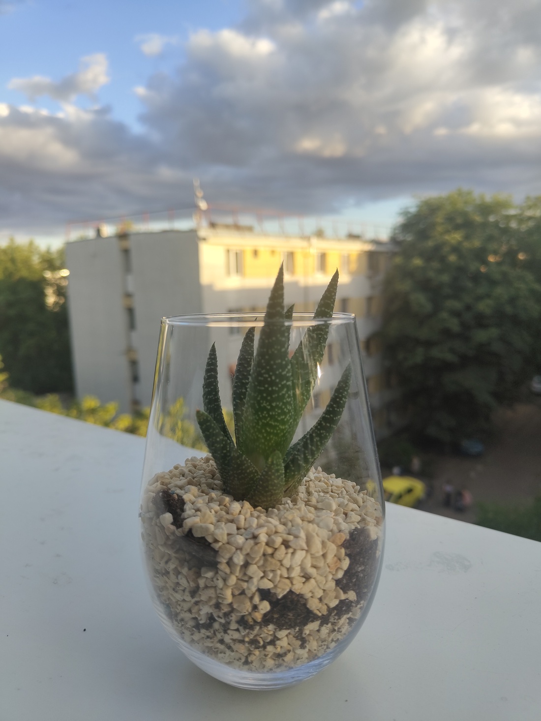 Aranjamente cu plante - casă & stil de viață - accesorii pentru casă și grădină - cultivarea plantelor - Artynos.ro Aranjamente cu plante - casă & stil de viață - accesorii pentru casă și grădină - cultivarea plantelor - Artynos.ro
