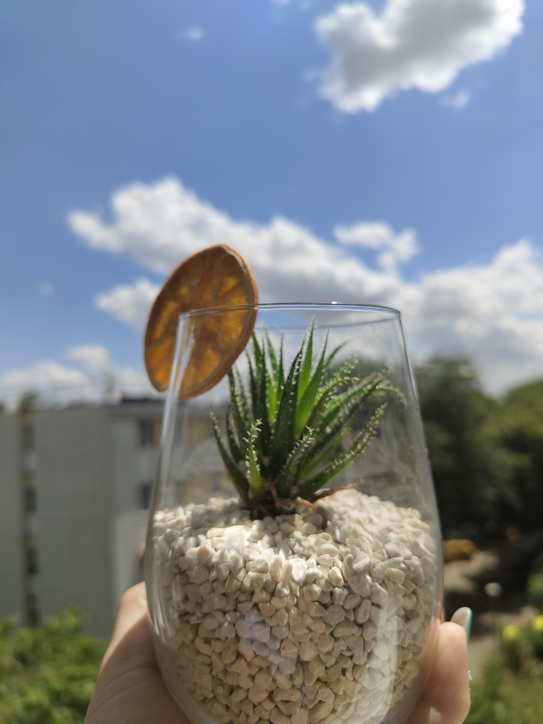 Aranjamente cu plante - casă & stil de viață - accesorii pentru casă și grădină - cultivarea plantelor - Artynos.ro Aranjamente cu plante - casă & stil de viață - accesorii pentru casă și grădină - cultivarea plantelor - Artynos.ro