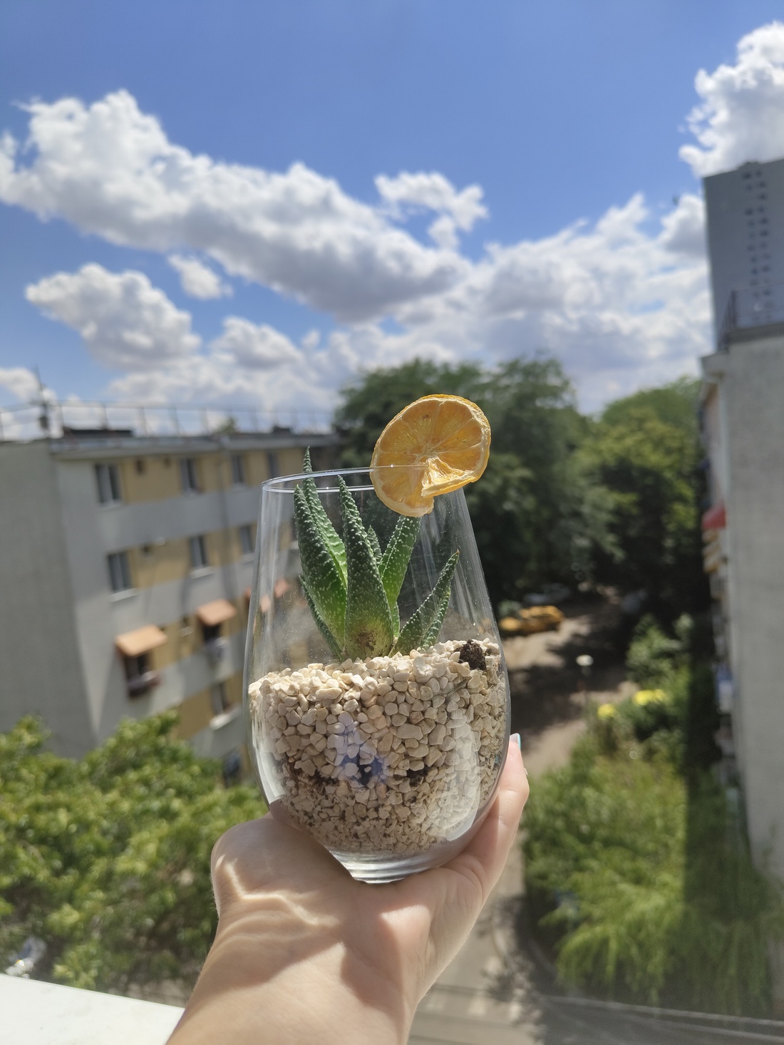 Aranjamente cu plante - casă & stil de viață - accesorii pentru casă și grădină - cultivarea plantelor - Artynos.ro Aranjamente cu plante - casă & stil de viață - accesorii pentru casă și grădină - cultivarea plantelor - Artynos.ro