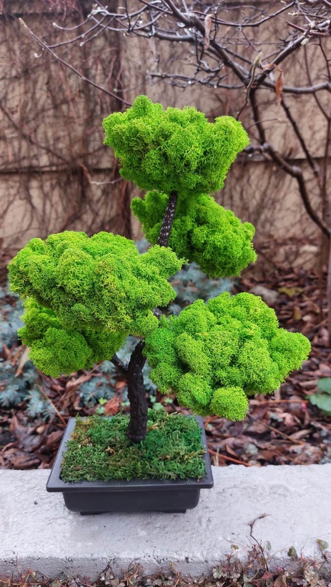 Bonsai cu licheni stabilizati, 41 cm- Artynos.ro