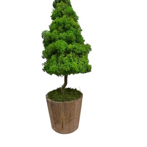 Brad de licheni stabilizati , Craciun, Cadouri de Mos Craciun, Decor cu Mos Craciun, Aranjament de flori, ARTYNOS