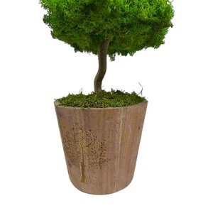 Brad de licheni stabilizați  - crăciun - cadouri de moș crăciun - decor cu moș crăciun - Artynos.ro