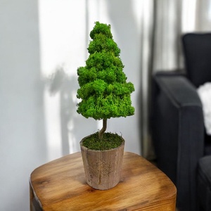 Brad de licheni stabilizați  - crăciun - cadouri de moș crăciun - decor cu moș crăciun - Artynos.ro