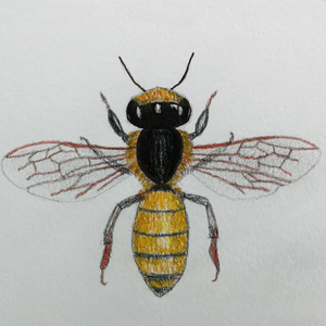 Ilustratie Desen Tablou Albina in Creioane Colorate pe Hartie - arte vizuale și accesorii  - grafică, ilustrație - alte desene - Artynos.ro