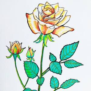 Ilustratie Desen Tablou Floare Trandafir Galben-Portocaliu - arte vizuale și accesorii  - grafică, ilustrație - alte desene - Artynos.ro