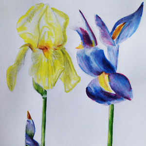 Ilustratie Pictura Tablou Acuarele Flori Iris Galben si Albastru - arte vizuale și accesorii  - picturi - acuarele picturi - Artynos.ro